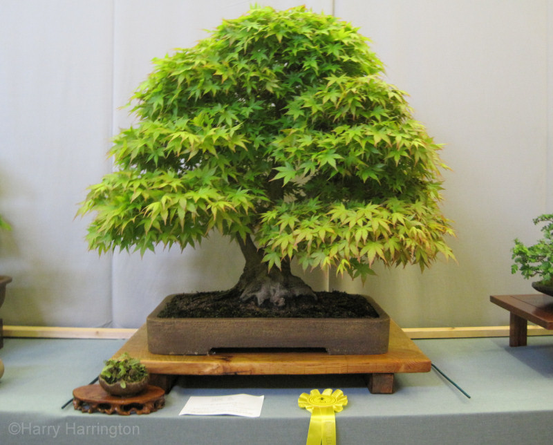 acer palmatum bonsai